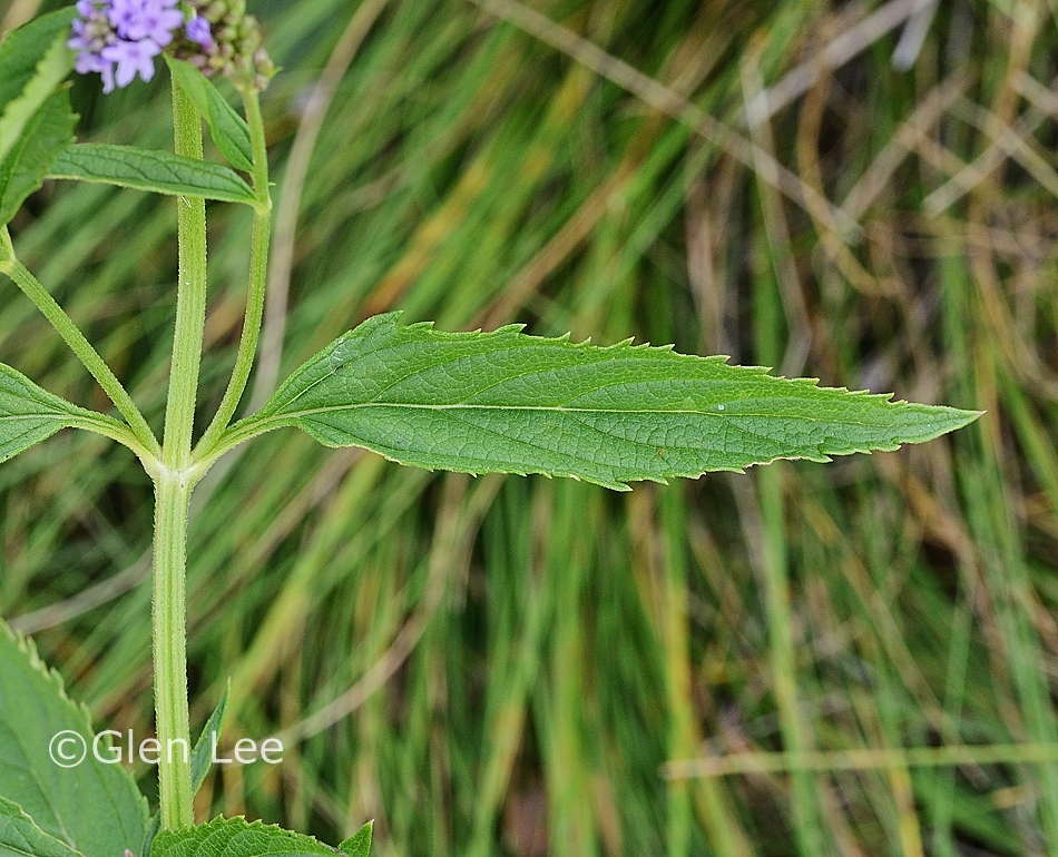 Verbena hastata photos Saskatchewan Wildflowers